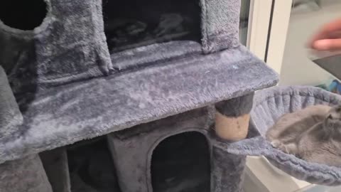 Multi Level Indoor Cat Tree - My Honest Review