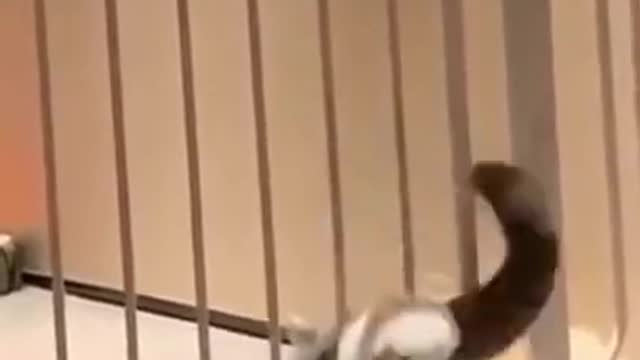 Funny Animals No.11