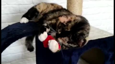 funniest and cutest cats - short videos - 2