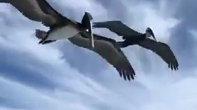 Man feeding Thise birds