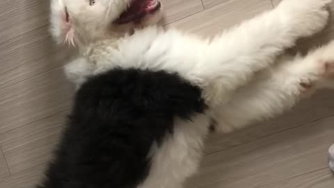 It's ice!!! Cute puppy video (Edge and Doo-sik)