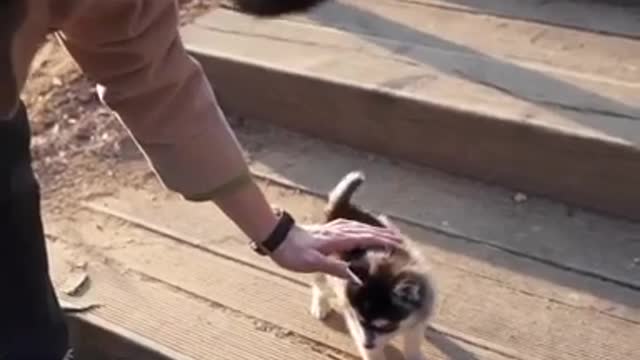 This Teacup Husky puppy running up to...