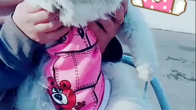 Cute Animals| Cute and Funny Baby Cat #shorts #cats #cutecat #cat_funny_video #viral