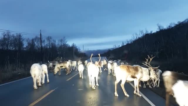 Santa's Reindeer on the Loose