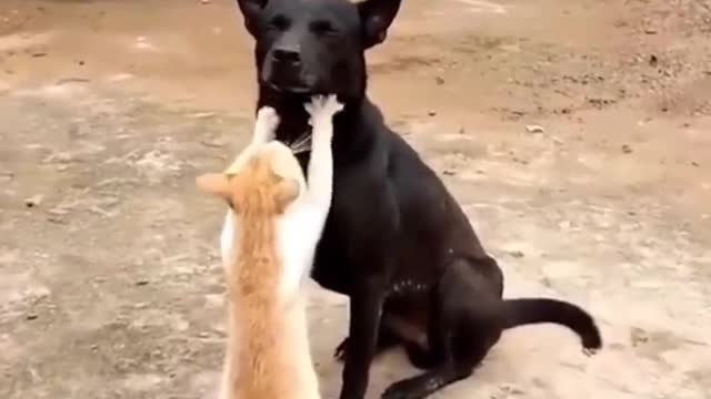 Animal very funny video