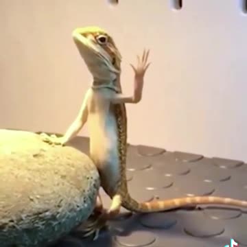GECKO DOING YOGA