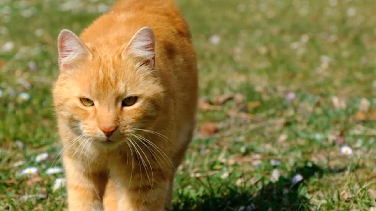 What a Cute Orange Cat