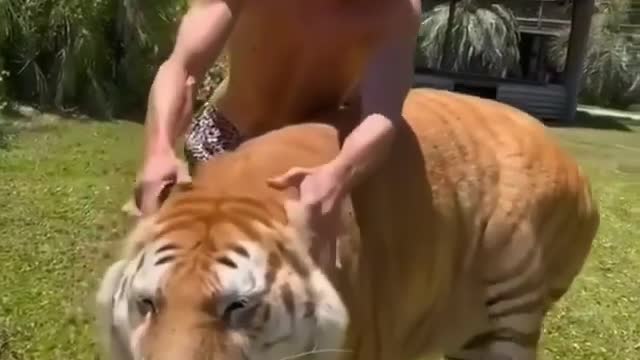 Look at this Cute Tiger - Human and Tiger Friendship