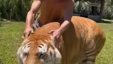 Look at this Cute Tiger - Human and Tiger Friendship