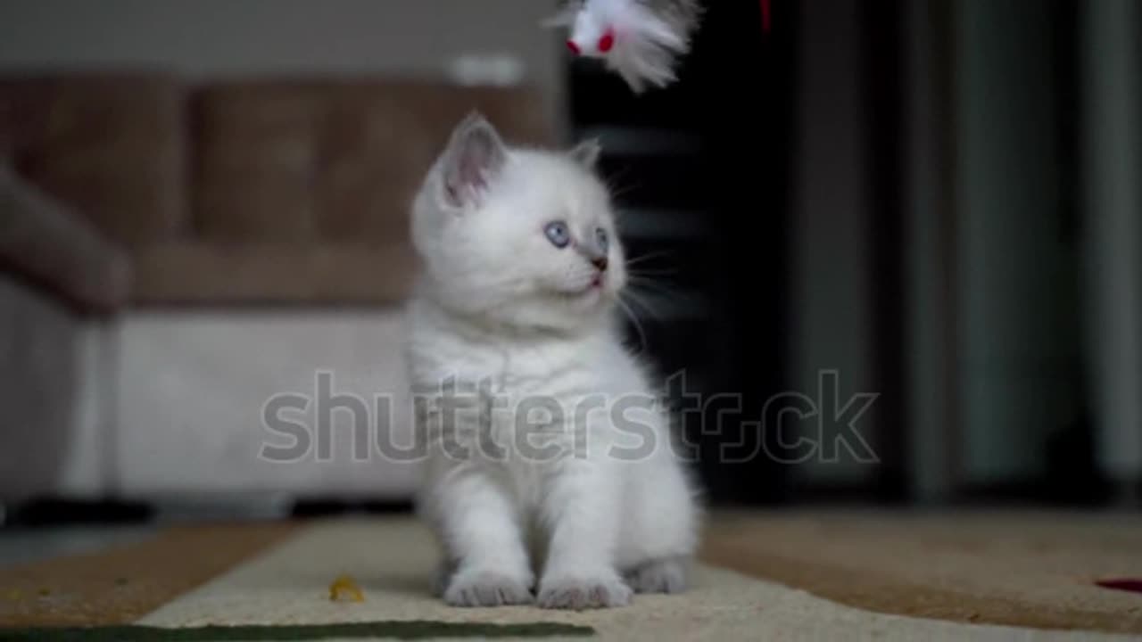 Cute funny cats playing with toy.