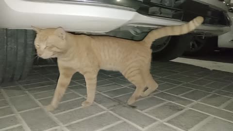 Homeless cat in Ras Al Khaimah, UAE: ED SHEERAN #cat #cats #EdSheeran #emirates #pet #ae #UAE #pets