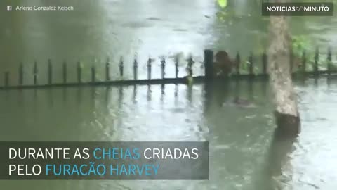 Jacarés filmados nadando em um quintal no Texas