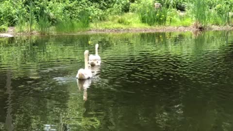 Family outing on the lake