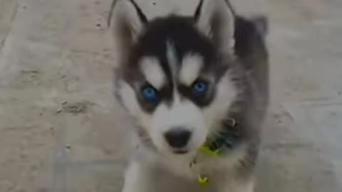 Siberian husky