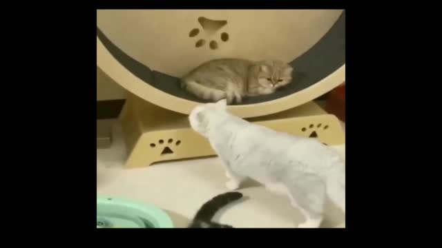 Funny cats video