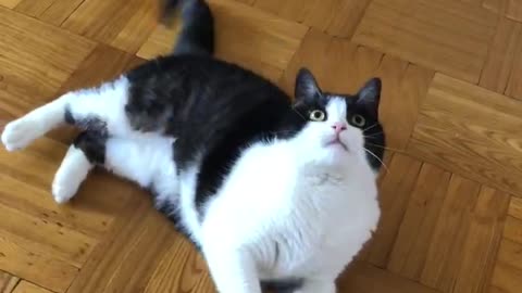 A cat is playing with a bag