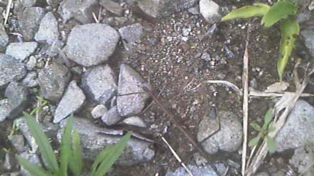 GIANT STICK INSECT!! Hiking up Mt. Pillama San Antonio Ecuador