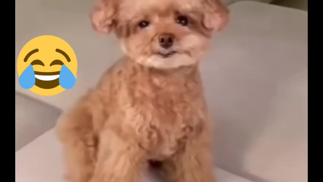 Funny doggy