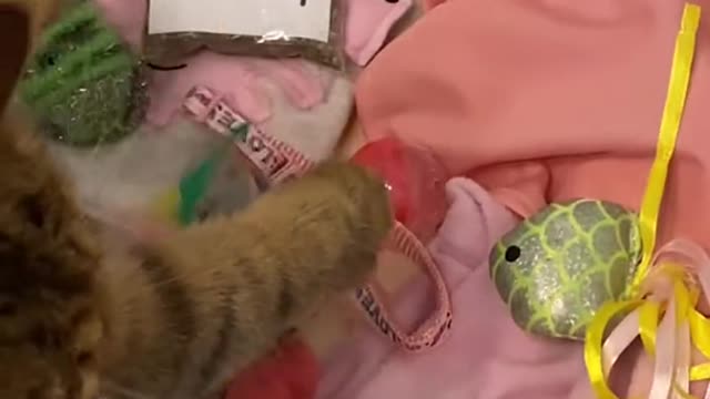 New viral clips of funny cat | cats blupers #shorts