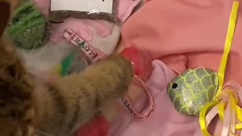 New viral clips of funny cat | cats blupers #shorts