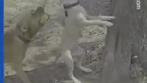 French bulldog 'protects' plate of fried chicken