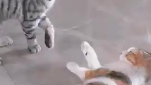 Funny cat