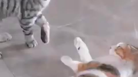 Funny cat