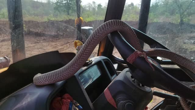 Biggest Snake While Excavator Digging The jcb mach