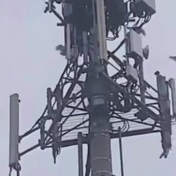 Pájaros atacan Torres 5G - INCREIBLE