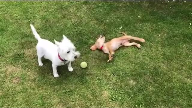 Types of Dogs🐶