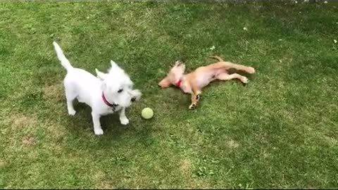 Types of Dogs🐶
