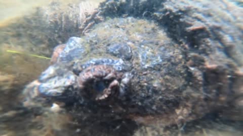 Huge Turtle