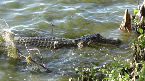 alligator fishing near the bank of lake