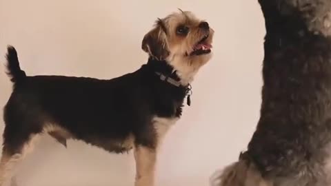 Greatest funny dogs life training #9