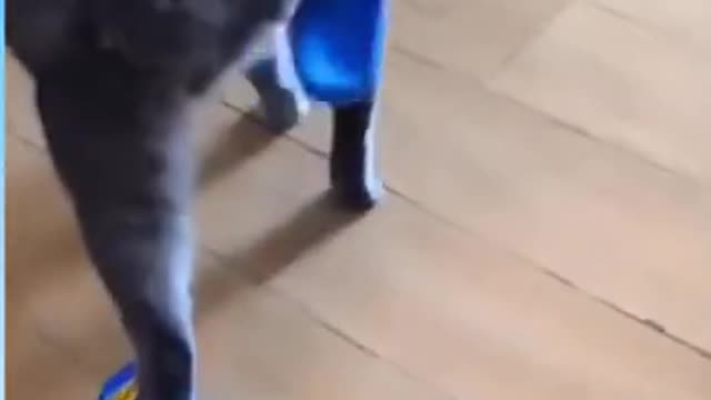 funny cat video