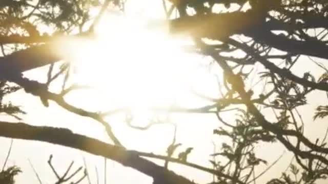 Sunlight through the branches being moved by the wind