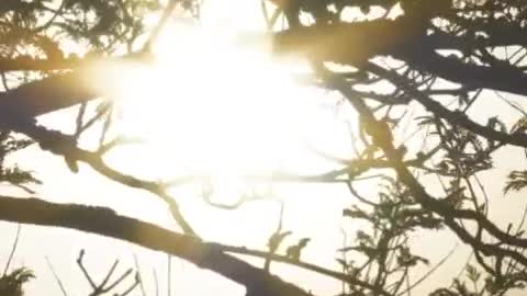 Sunlight through the branches being moved by the wind