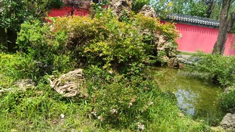 The rockery is covered with green plants