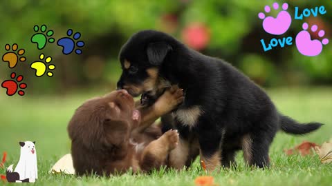 😍 2CUTE & 2FUNNY PUPPIES ❤️🐶🐱❤️ #1