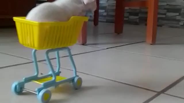 paseo en carrito