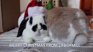 Merry Christmas from @lifeofmill