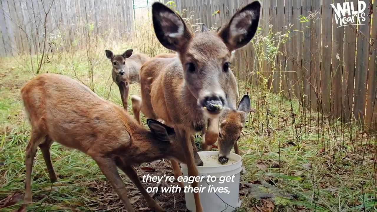 Tiny Baby Deer Asks People to Rescue Her | The Dodo Wild