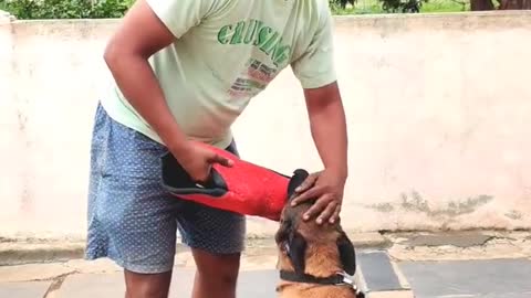 Dog training video