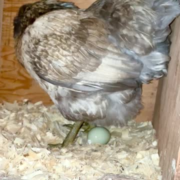 26 sec- chicken lays an egg