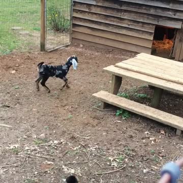 Cabras bebé juegan afuera por primera vez