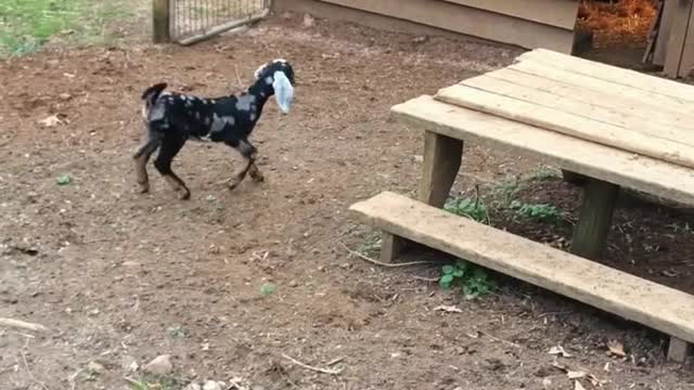 Cabras bebé juegan afuera por primera vez