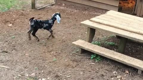 Cabras bebé juegan afuera por primera vez