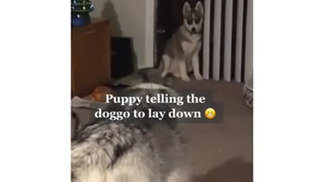 Funny dog meme/tiktok