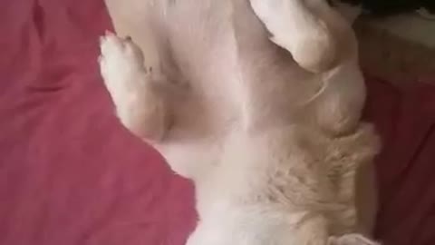 Chihuahua dog feeding her two cute puppies while chilling