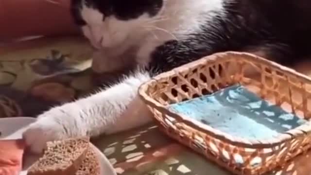 silly dog # cat's confusing behavior # fun of keeping a dog # cute pet daily record